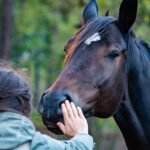 horse, hand, friendship, contact, stroke, mane, equine, friends, human, animal, mammal, girl, horse, horse, horse, horse, nature, horse
