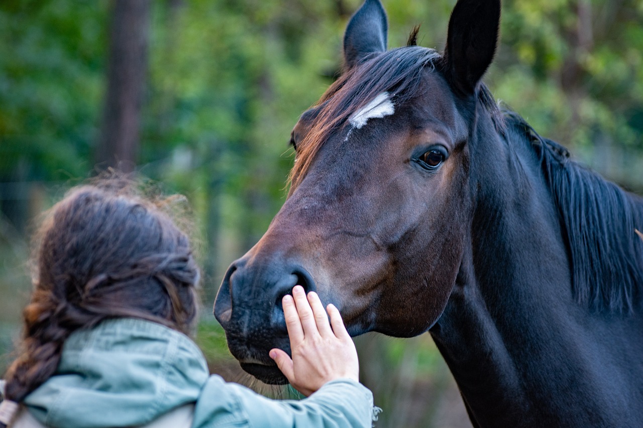 horse, hand, friendship, contact, stroke, mane, equine, friends, human, animal, mammal, girl, horse, horse, horse, horse, nature, horse